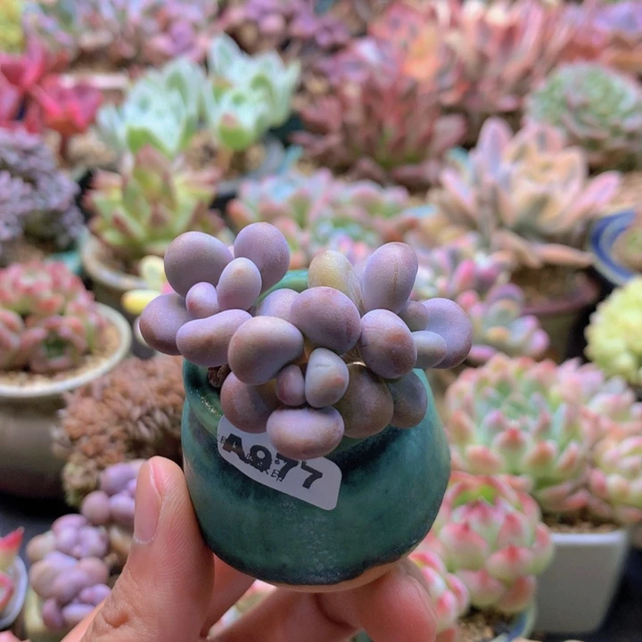 一物一拍含盆土满38包邮A977