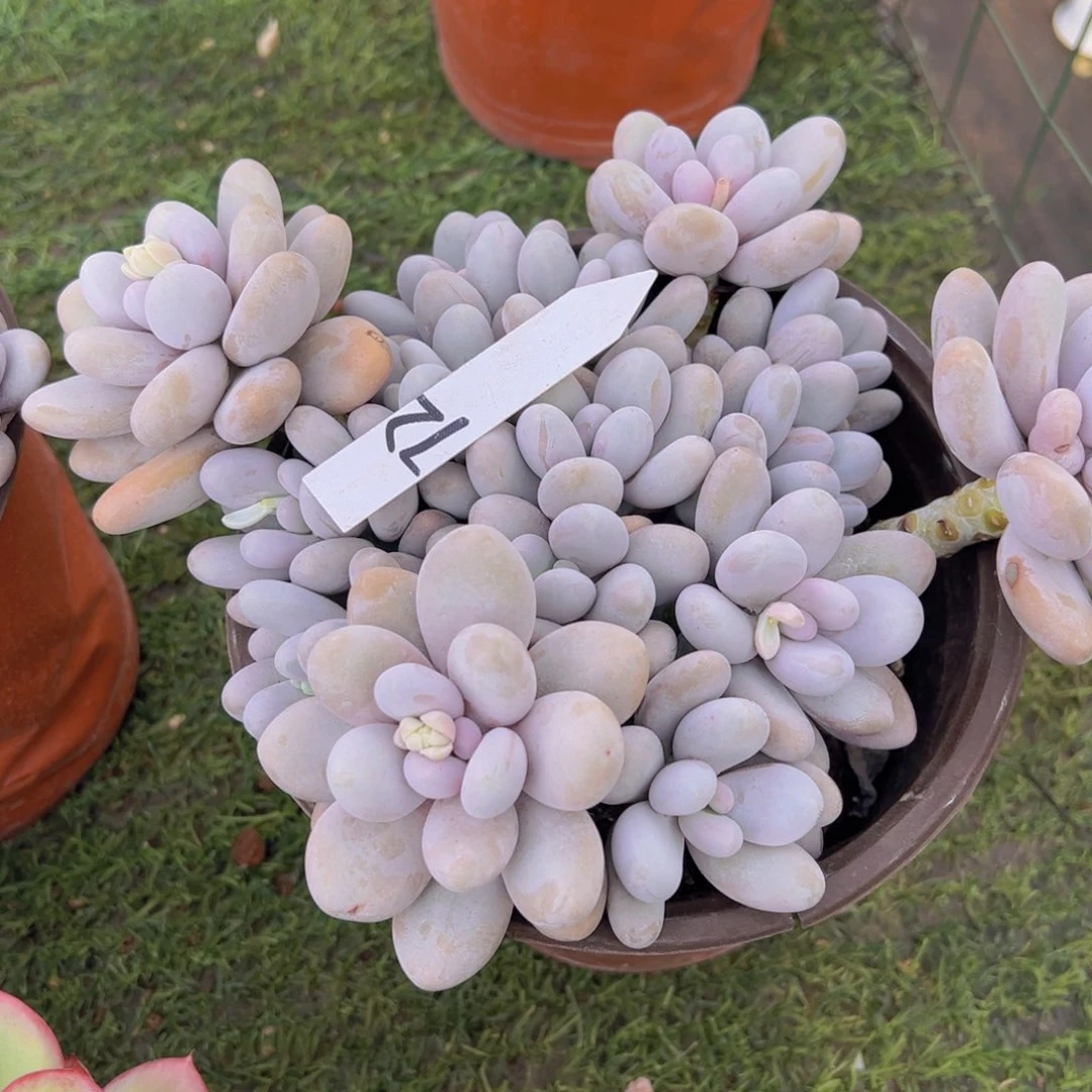 香玉的故事是一个人的故事吗我