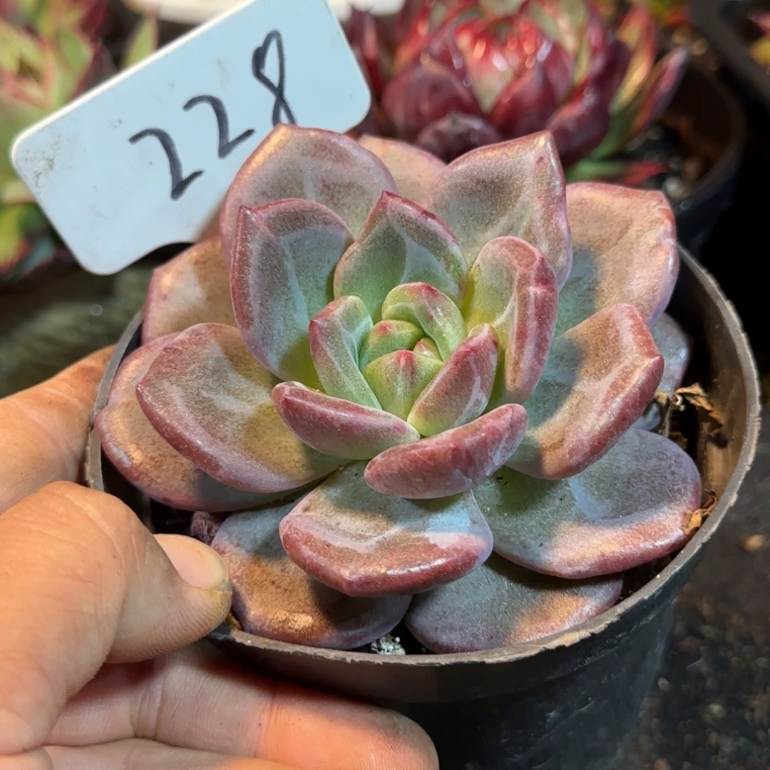 Q橙石化多肉植物多肉