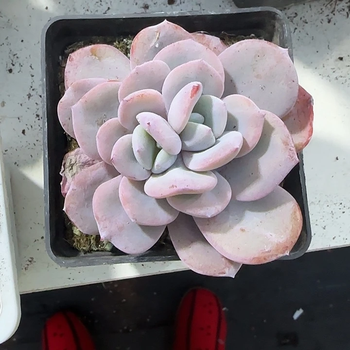 青蛙王子儿童牙膏套装11
