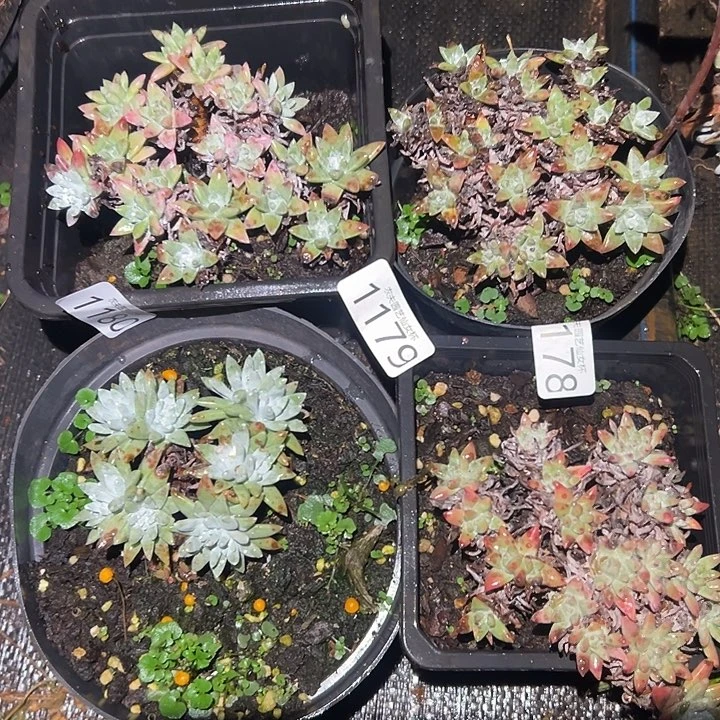 白菊仙女杯多肉福利