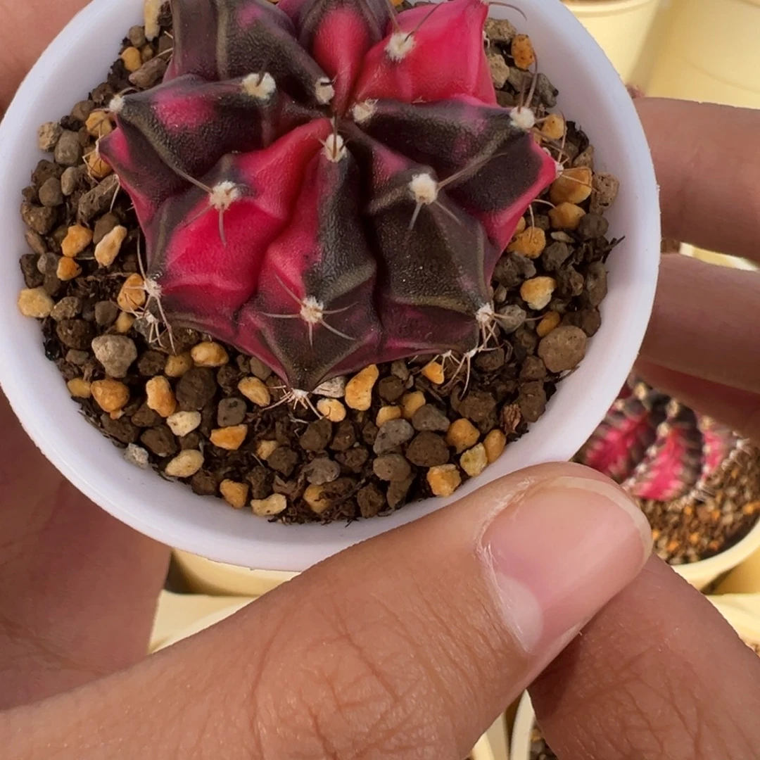 209 好看的米哈冲冲冲