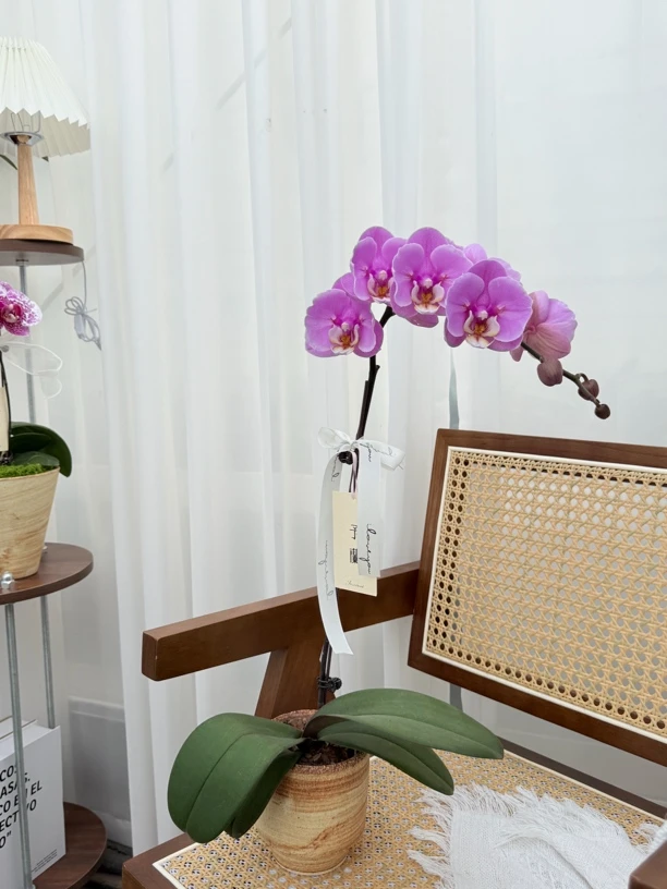 【予兰·一物一拍】安娜蕾丝两眼变异（侧枝已剪~介意勿拍）