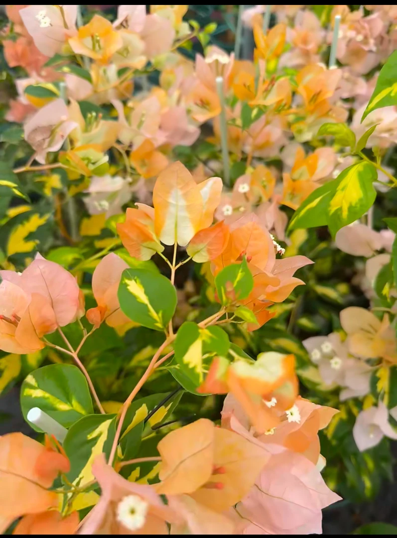 三角洲盆苗三角梅