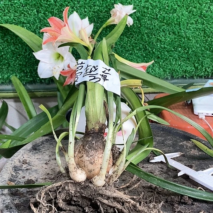 全部花朵蔓越莓5厘米坨坨3号