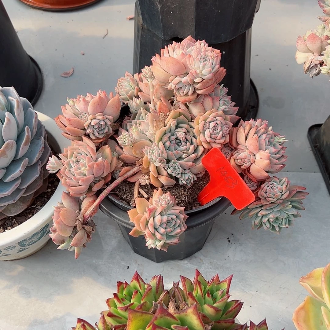 清***牛1453霜花多肉植物