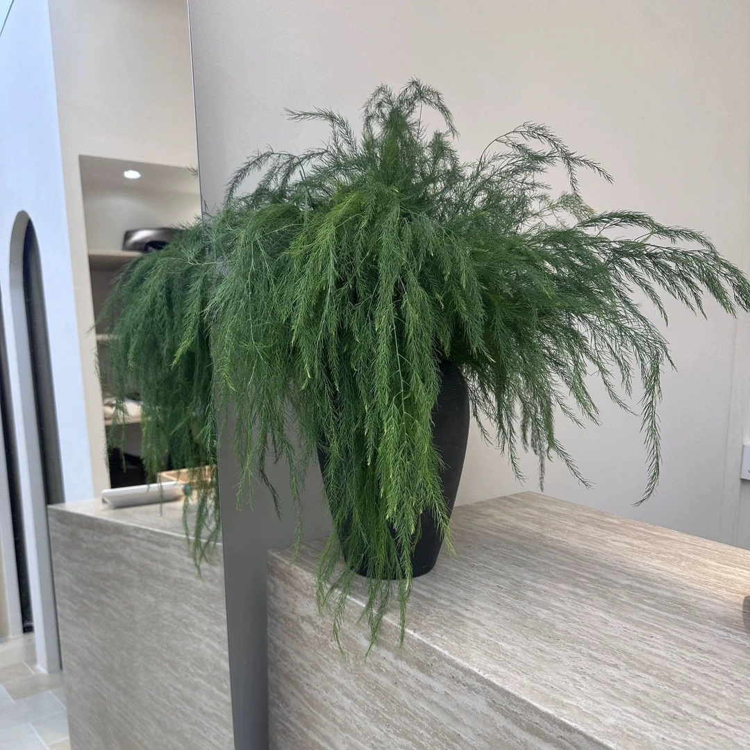 森系仿真花仿真绿植芦荀草龙须草婚礼背景花艺橱窗装饰插花造景