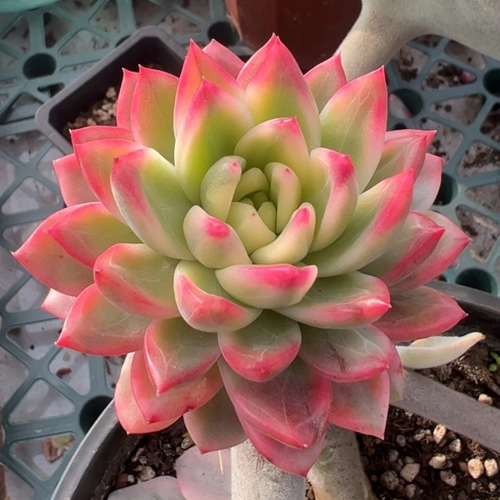 黄昏锦一物一拍锦龙