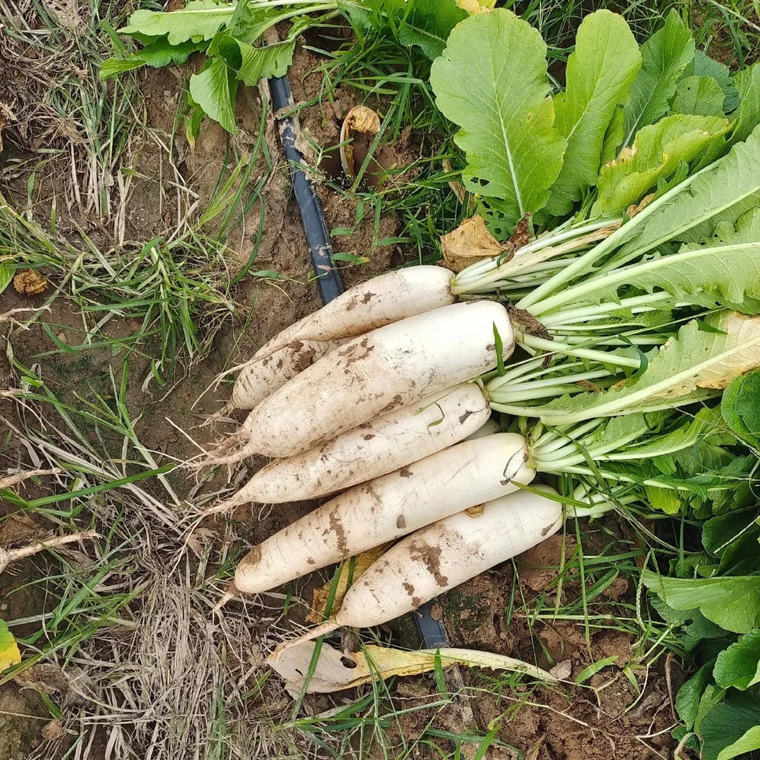 衡山本地现挖新鲜白萝卜 可生吃 可做菜