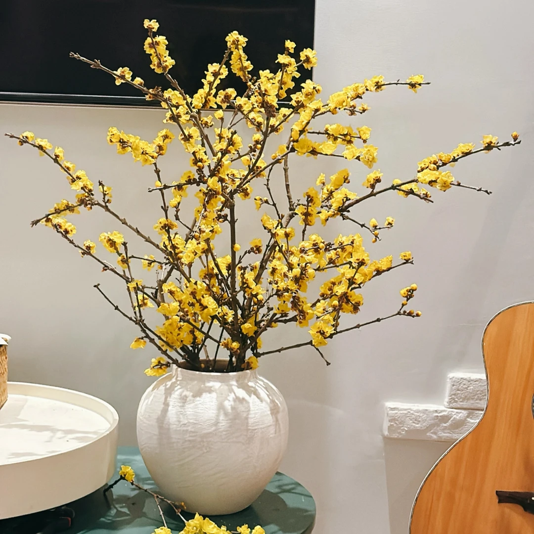 【暗香】中国腊梅1扎，赏梅闻香