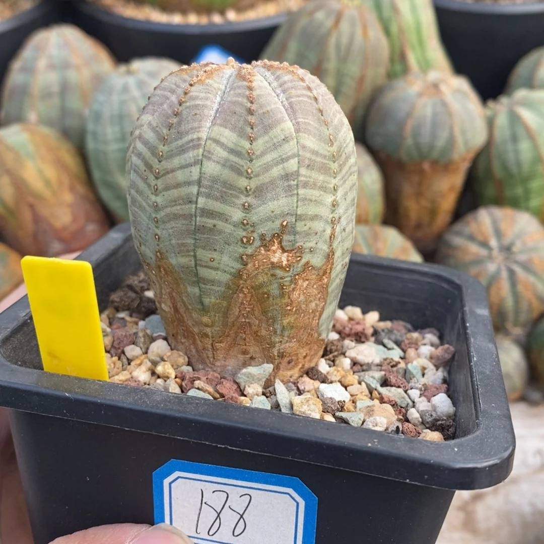 1欧系实生布纹球多肉植物