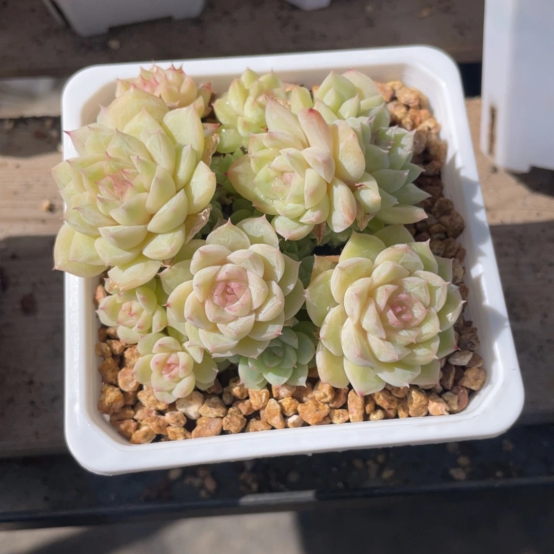 优选白底紫心爬地女王1301