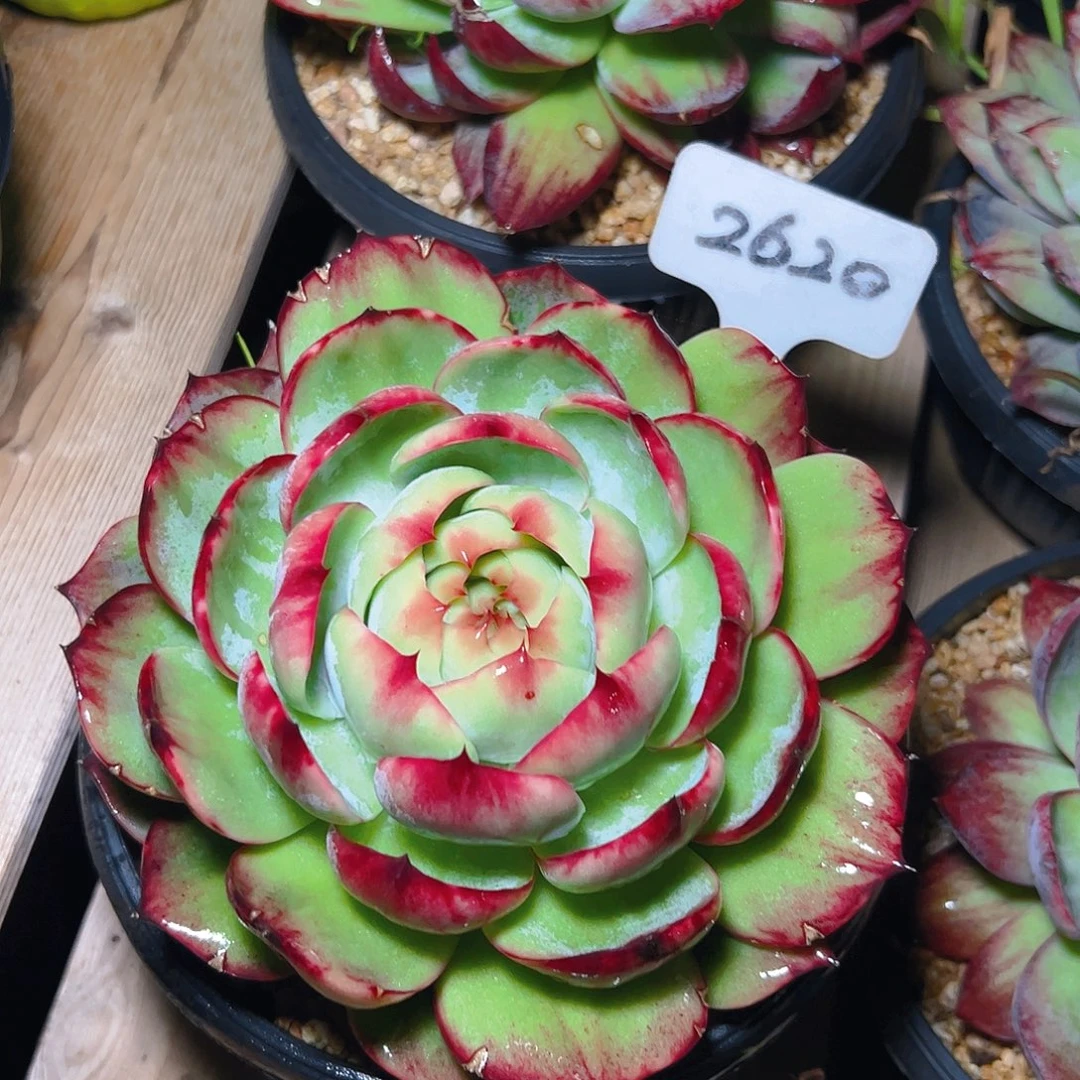 惊鸿仙子一物一拍2620号