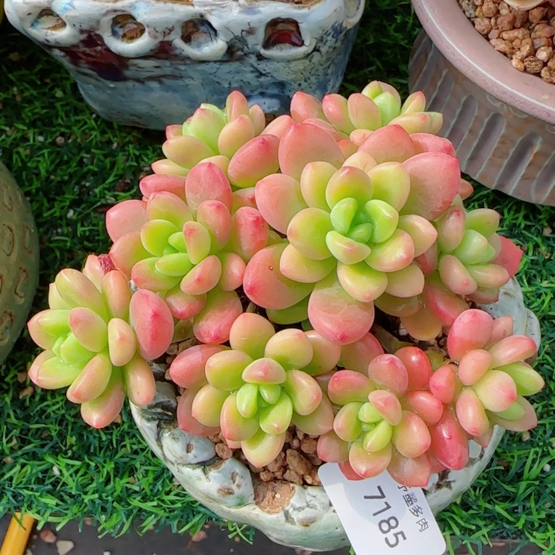 香格里拉，7185多肉植物