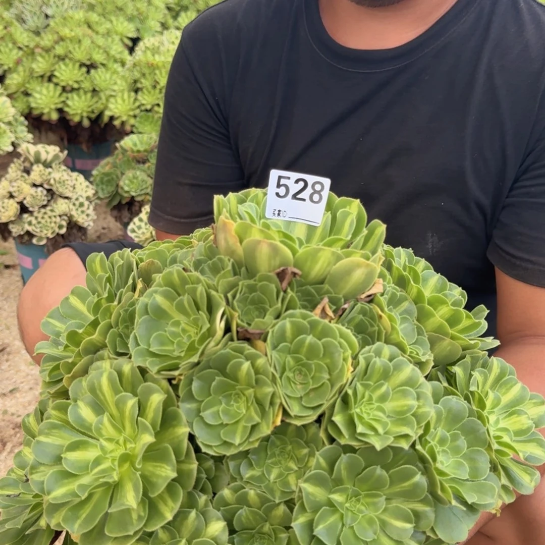 528琉璃多肉植物
