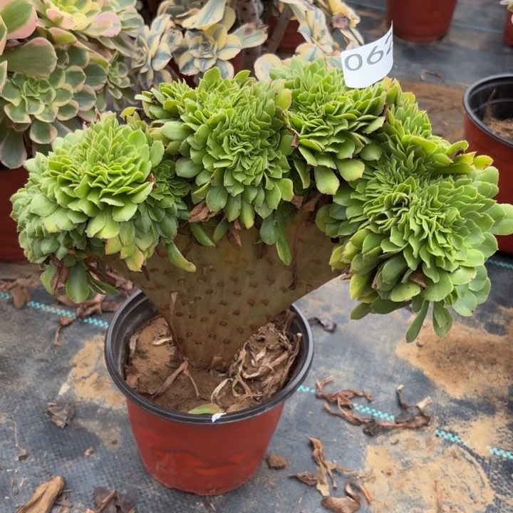 绿羊绒缀多肉植物不包损062
