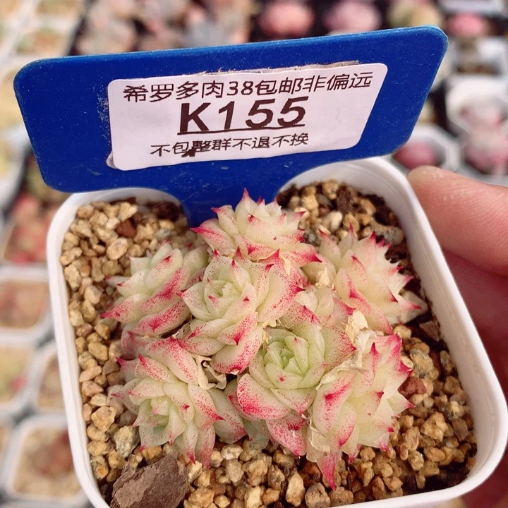 麦秆5cm不包整群