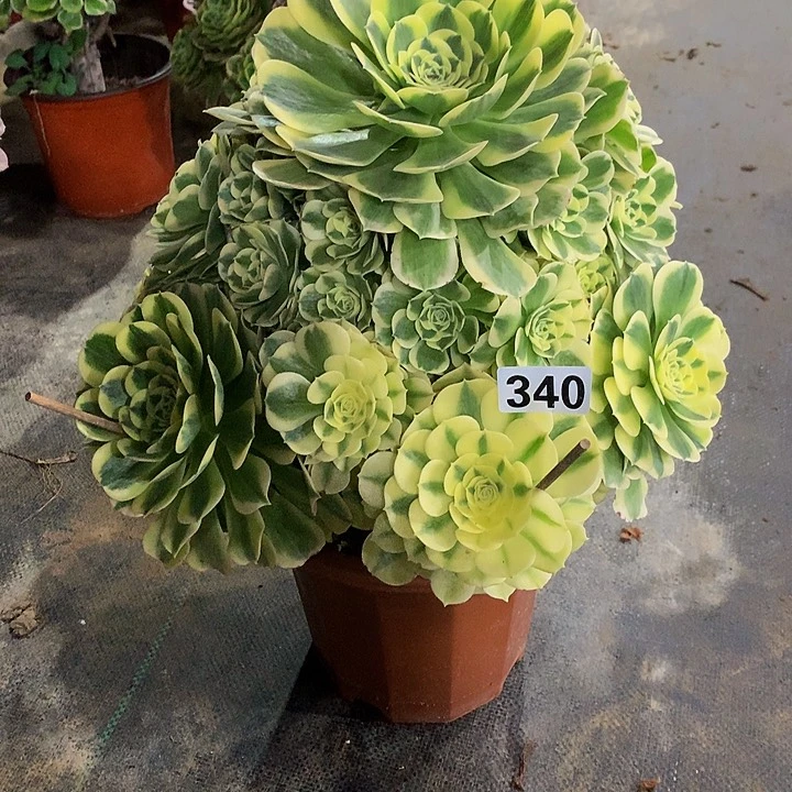 石*娃多肉绿豆沙340000