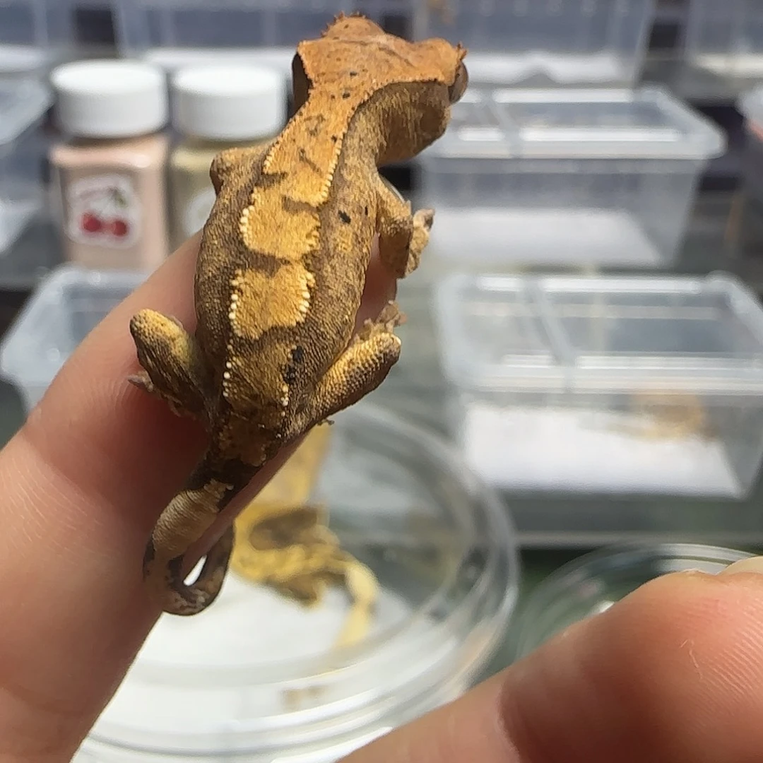 睫角守宫睫角守宫大幼