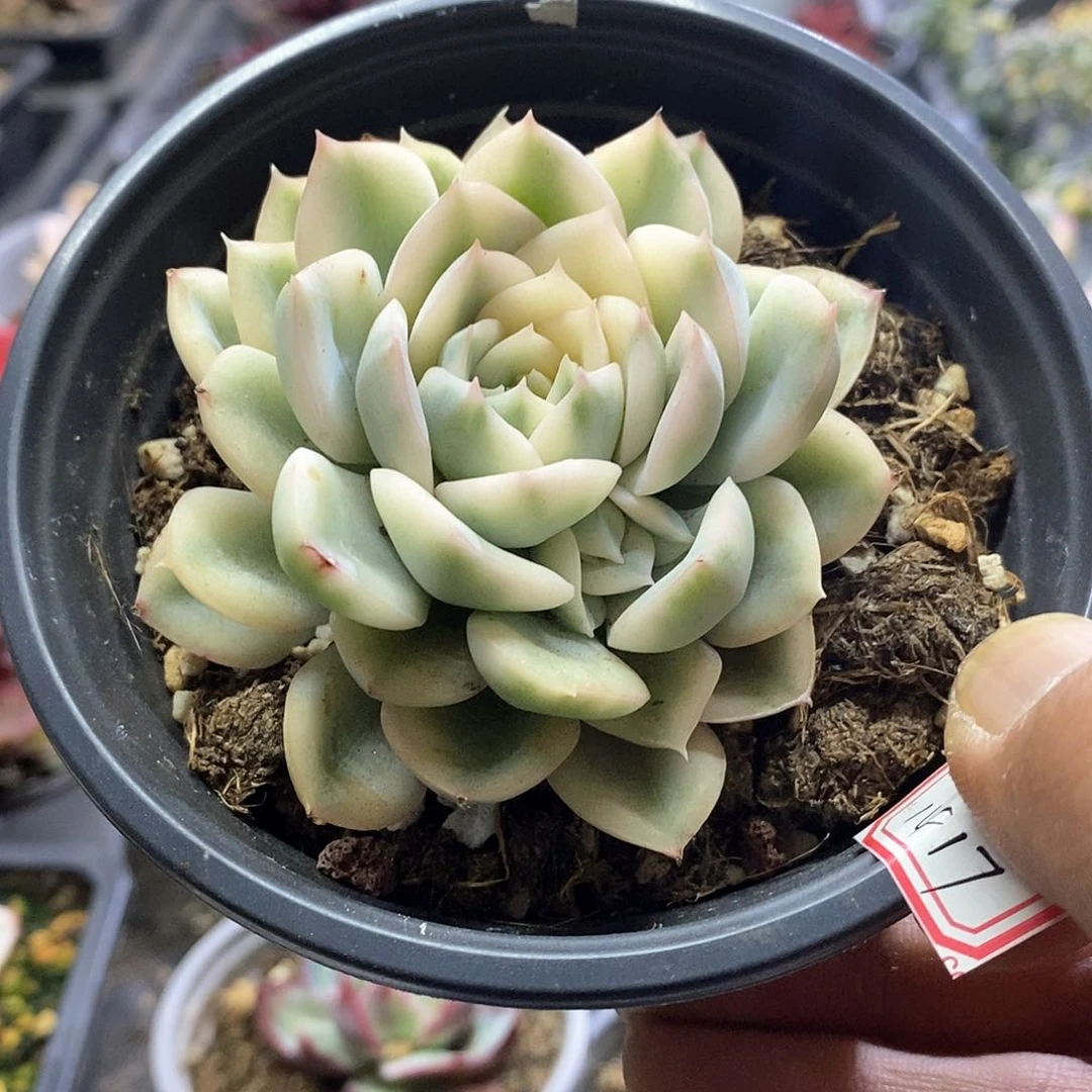 1417月亮仙子腹轮锦带崽