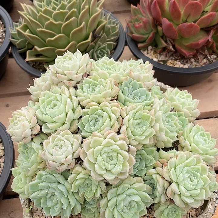 若如东云单拍D538