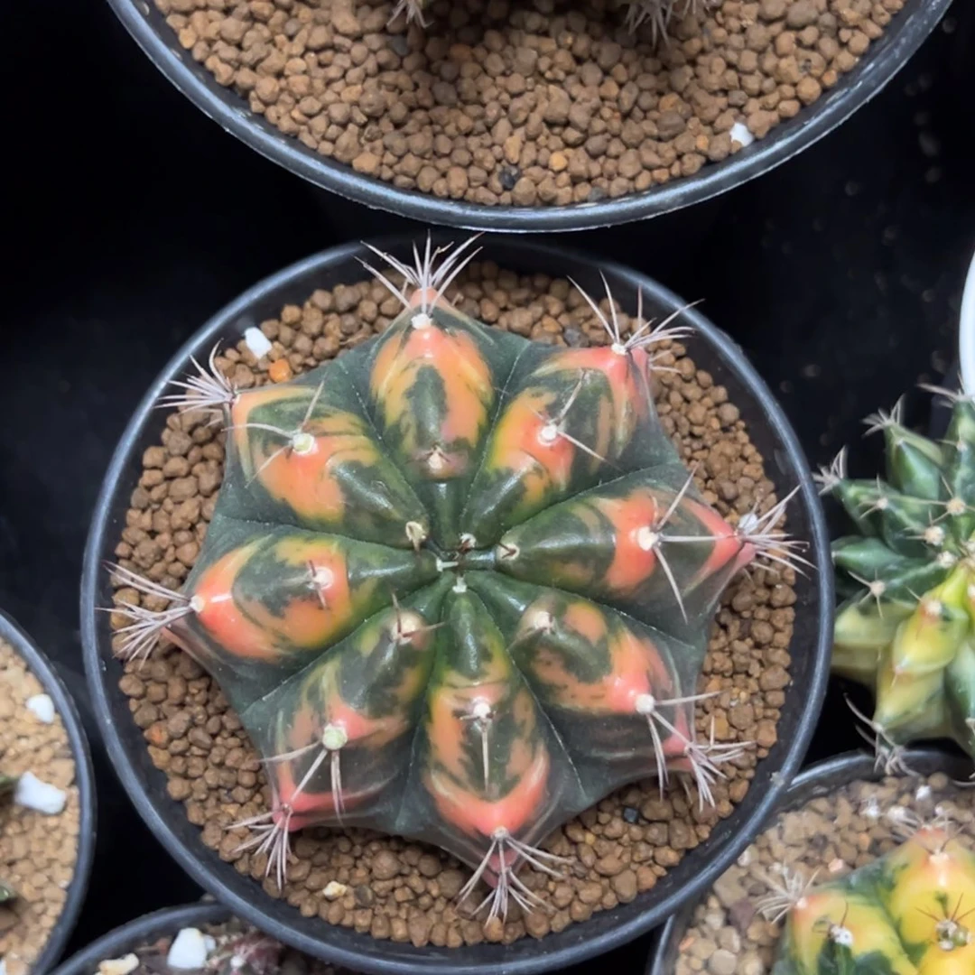 实生虎斑米哈锦带盆土发货27