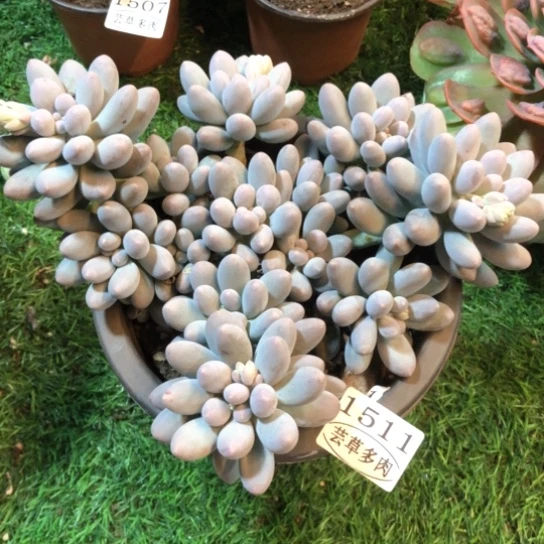 汤圆，1511，一物一拍