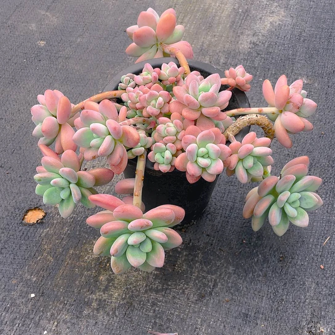 玉***珑洛神多肉植物中群