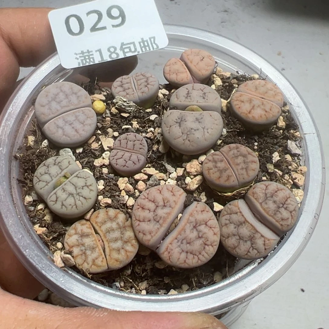 【闪购商品】 029。