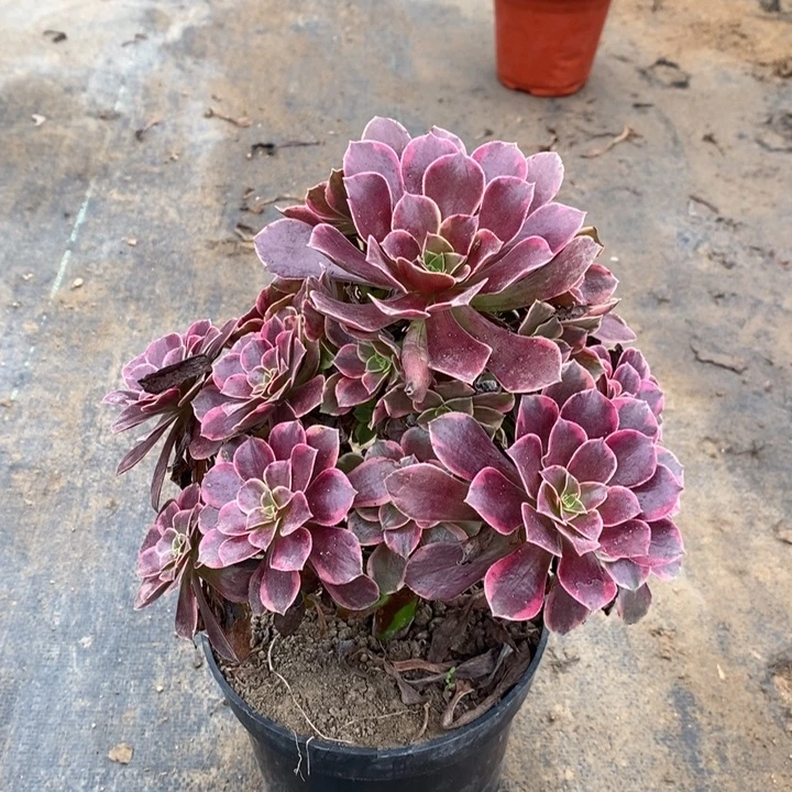 金丝雀多肉植物013