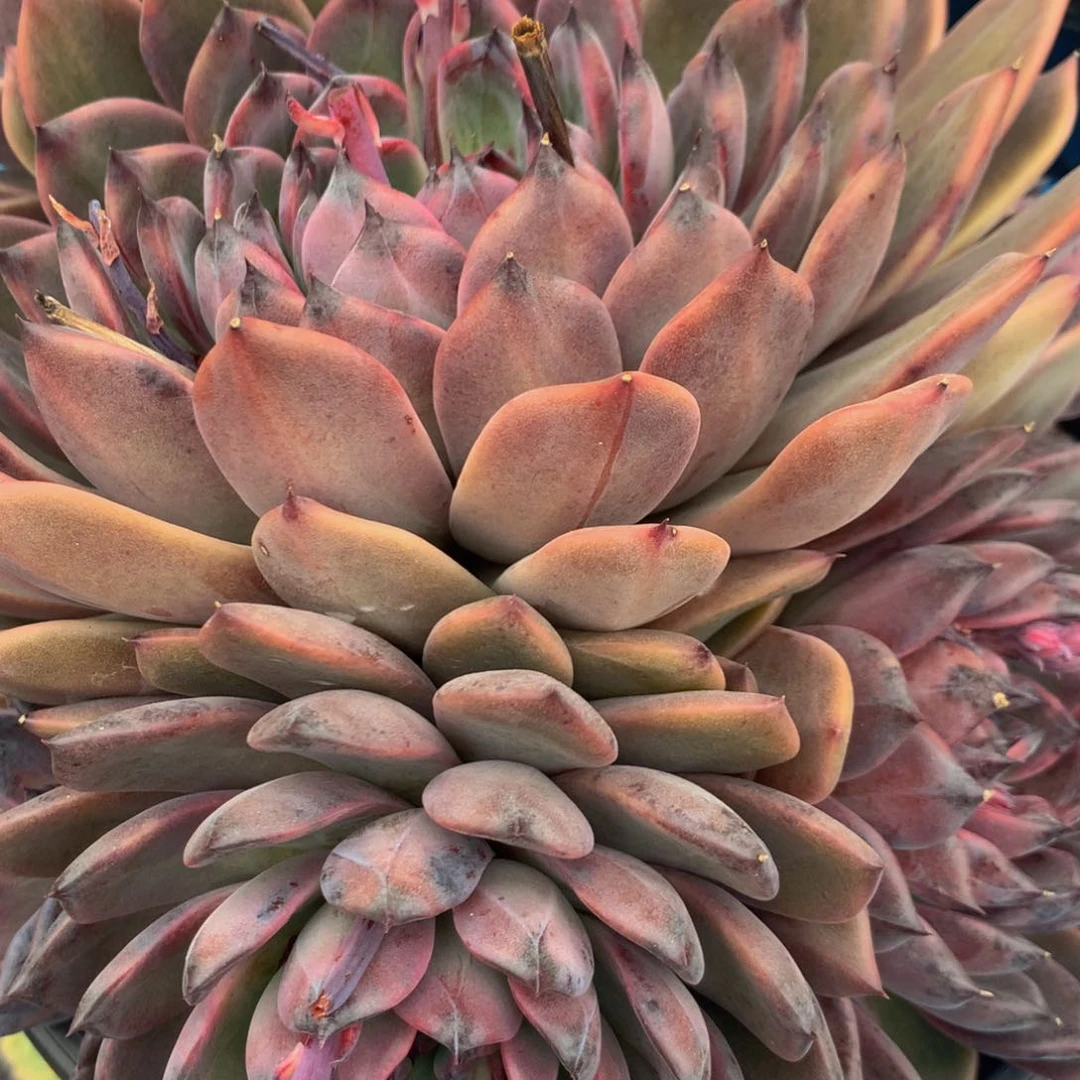 ?****?杂交111111111