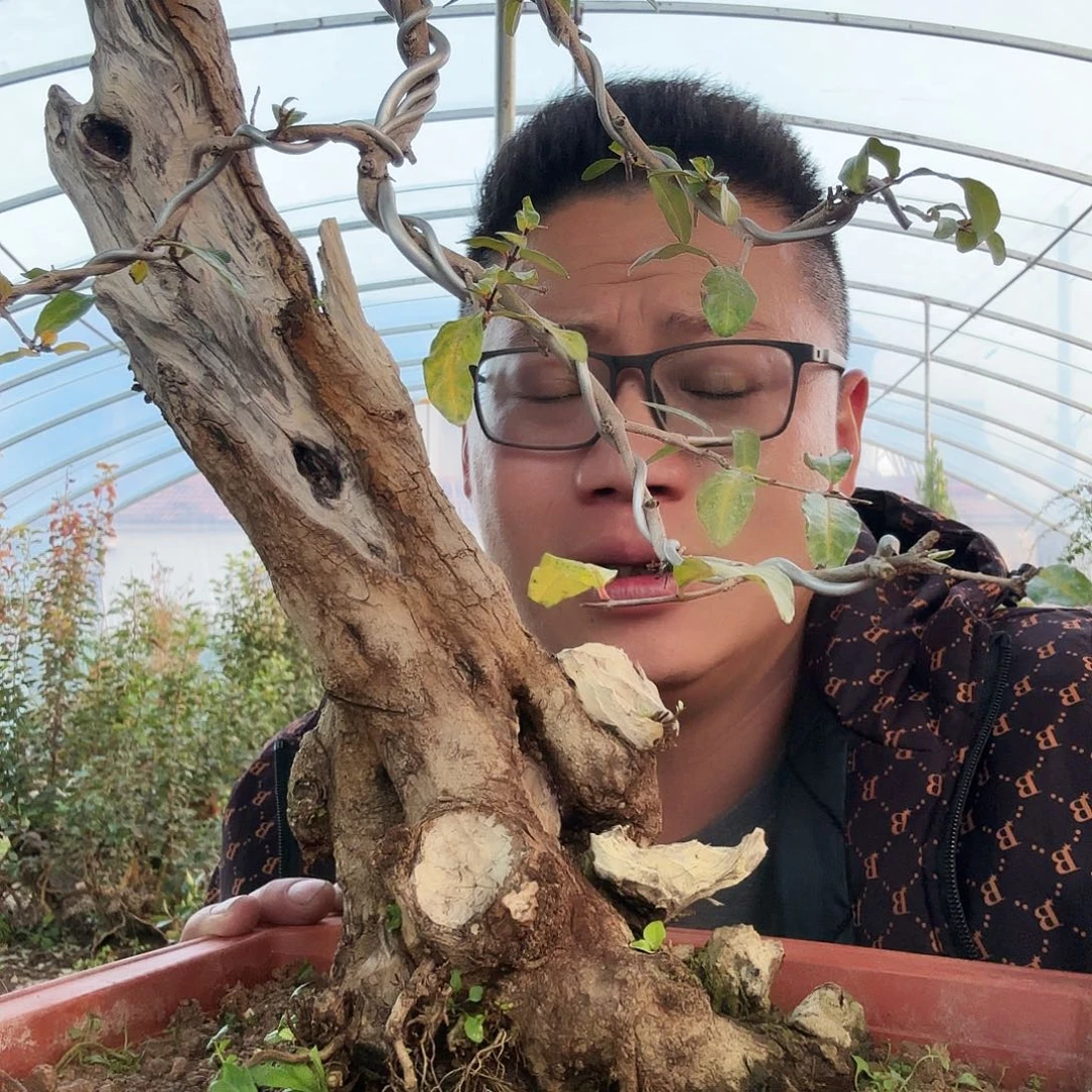 杨***锋当前无花朵，栽培后可花朵