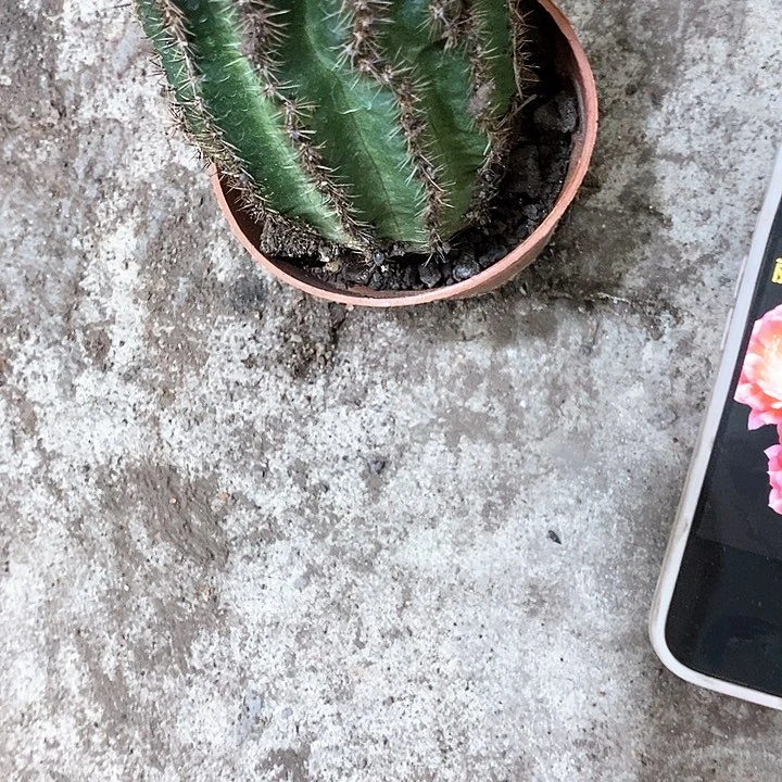 尼桑丽花高8公分左右