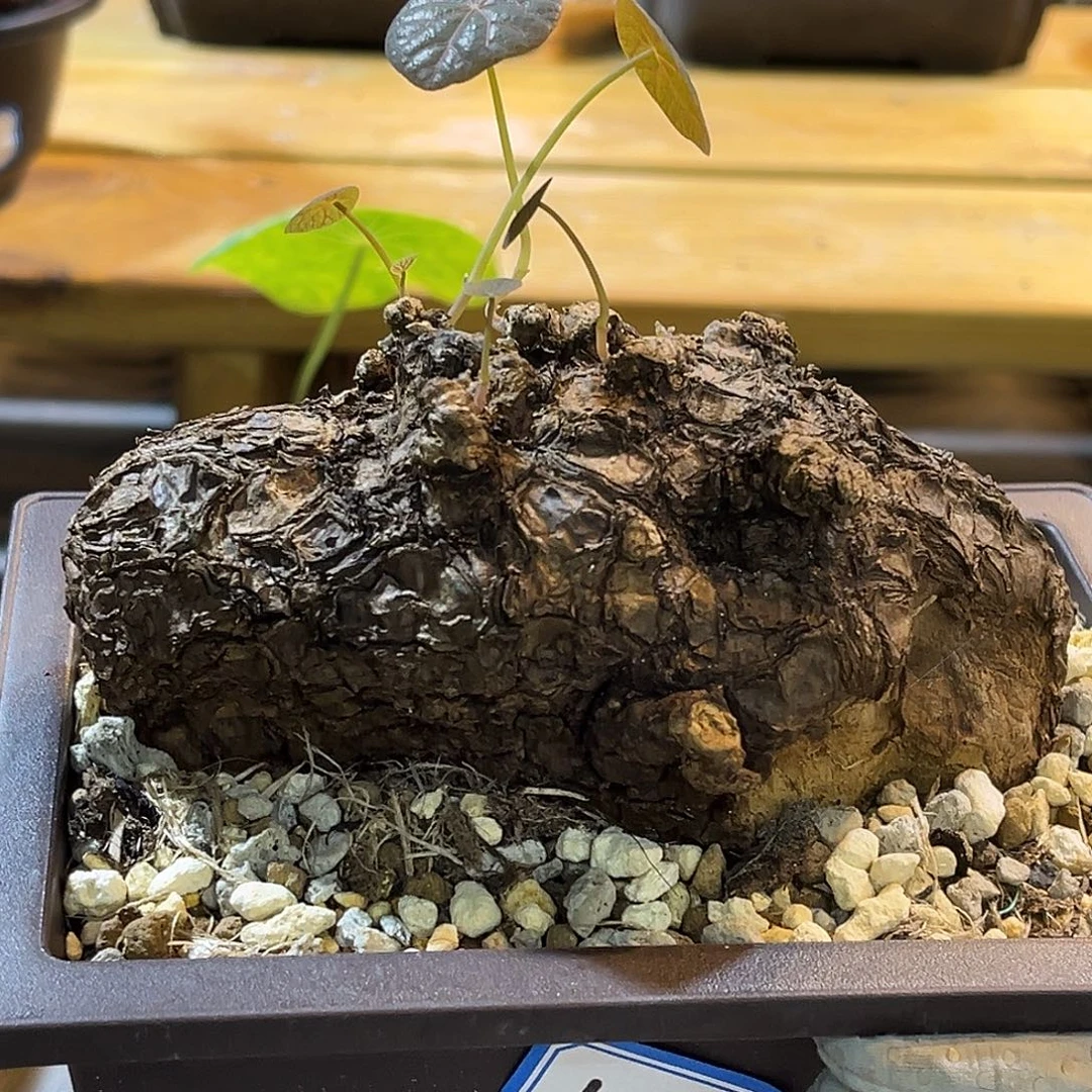 潮流植物 一叶龟 13.1公分