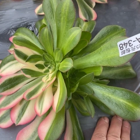 348女巫满25包邮多肉