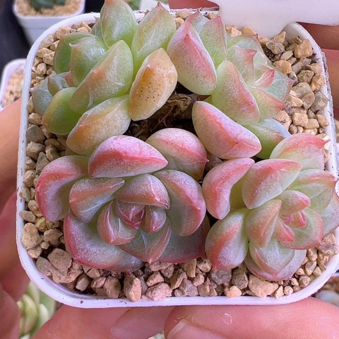 828号琴心4头晗雨多肉