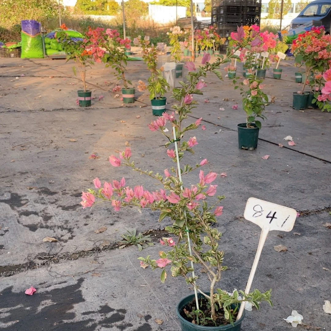 鹿***离大量花朵（建议范围：8朵-15朵 或40%以上）少女心841