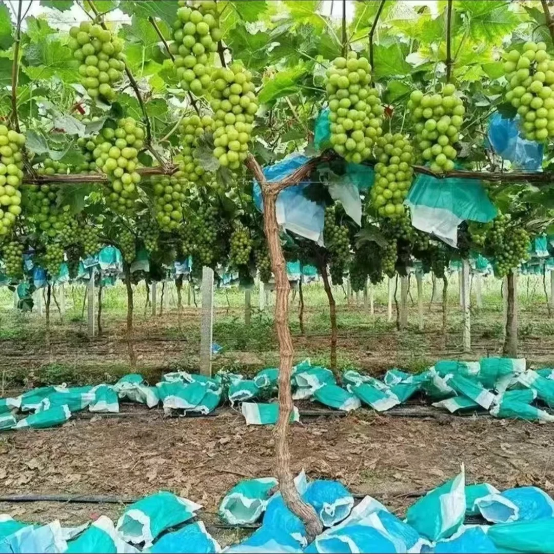 【带果葡萄苗】果树苗育苗基地原产地果园阳台庭院南北方盆地栽种植