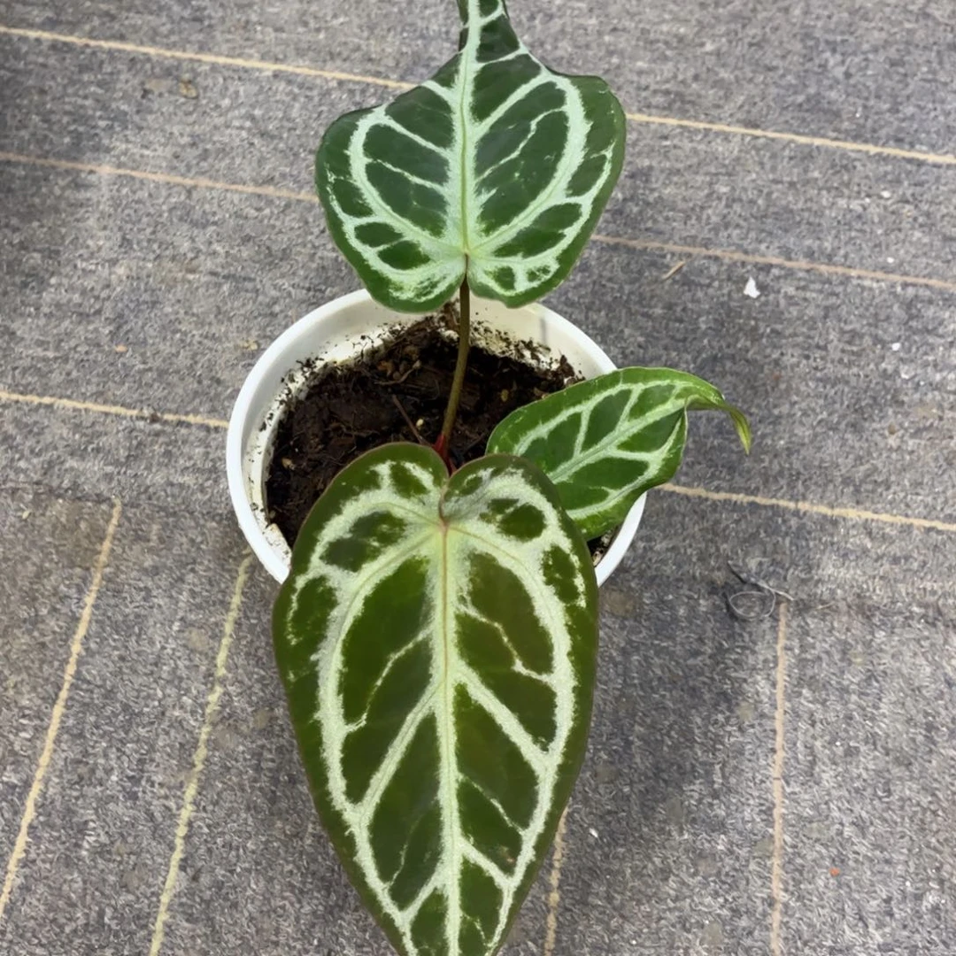 无花朵7655红脉papix撕裂纹
