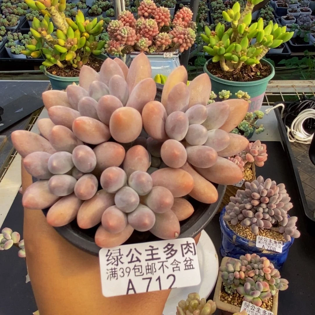 712丸叶汤圆多肉8c m