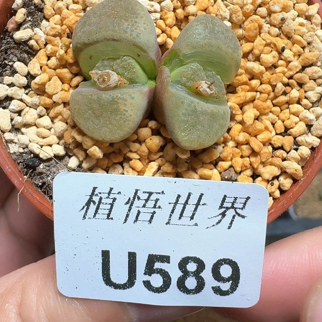 599盒多肉植物哇f g