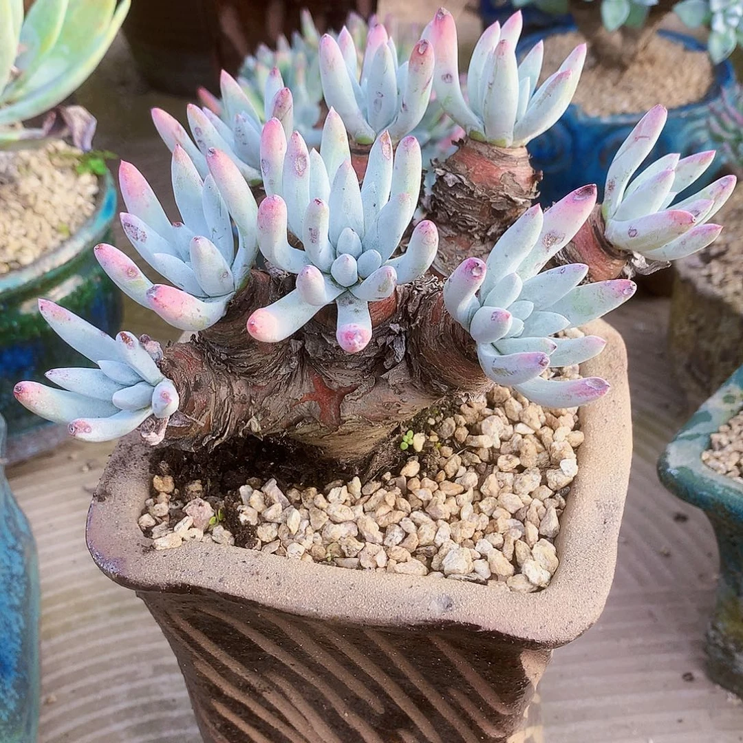 三***哥2452野生海瑟仙女杯