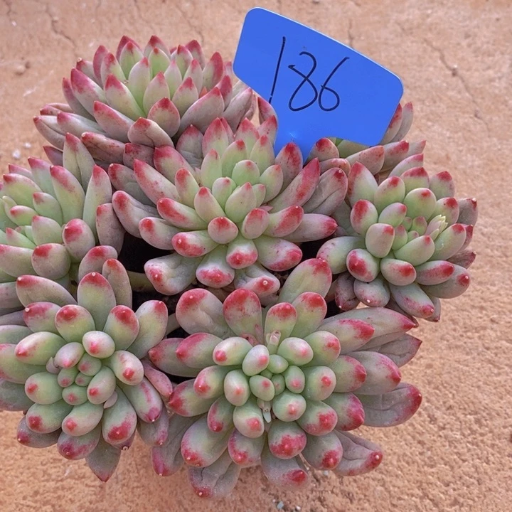 在家里面吃饭的吗