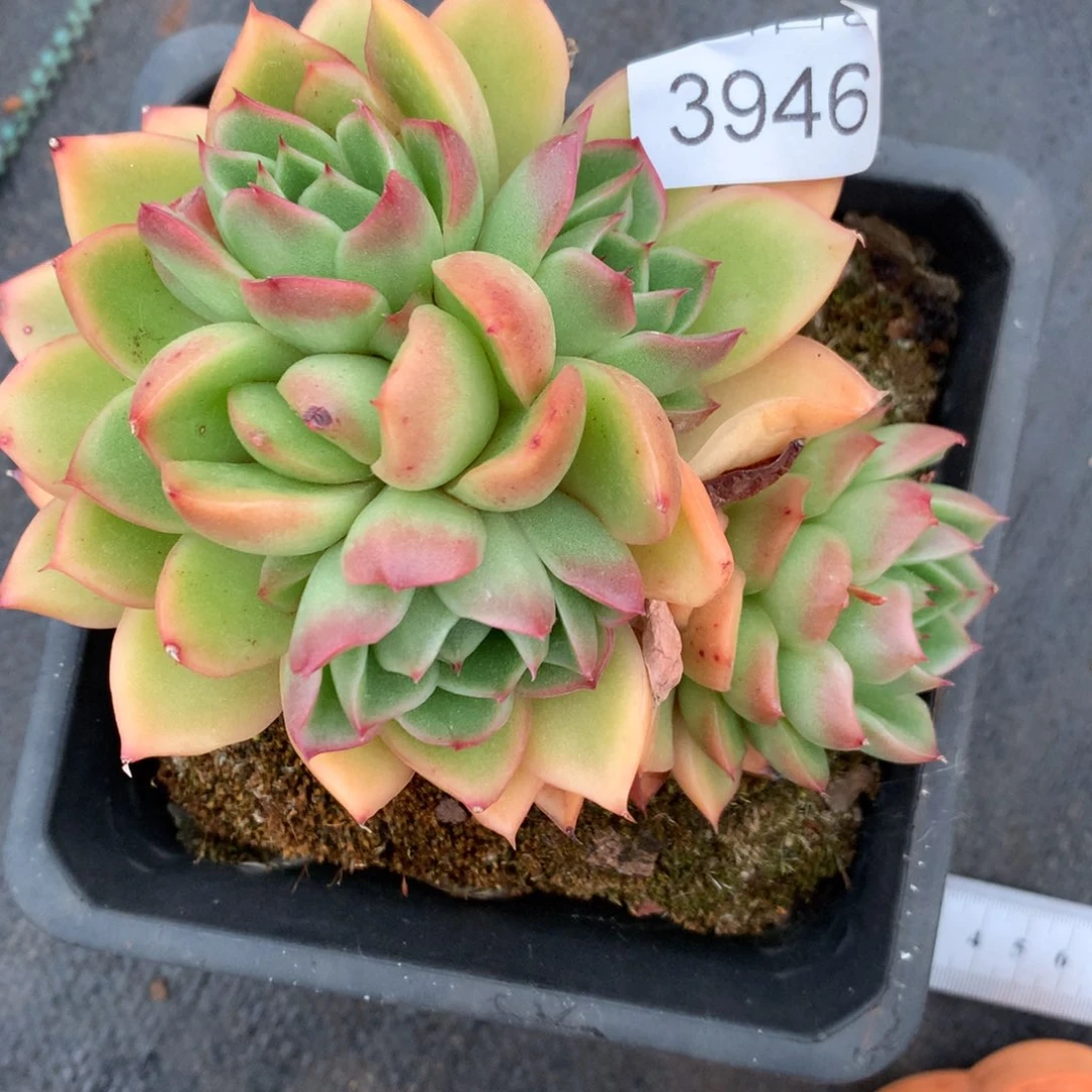 菲*猪3946心开花不售后介意不拍 12厘米