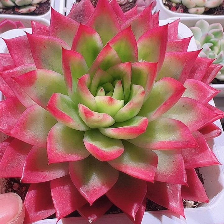 ?**?多肉植物多肉植物