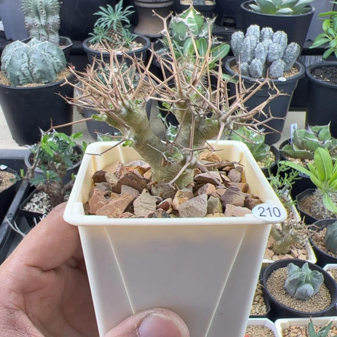 黑鬼殿厚敦菊一物一拍