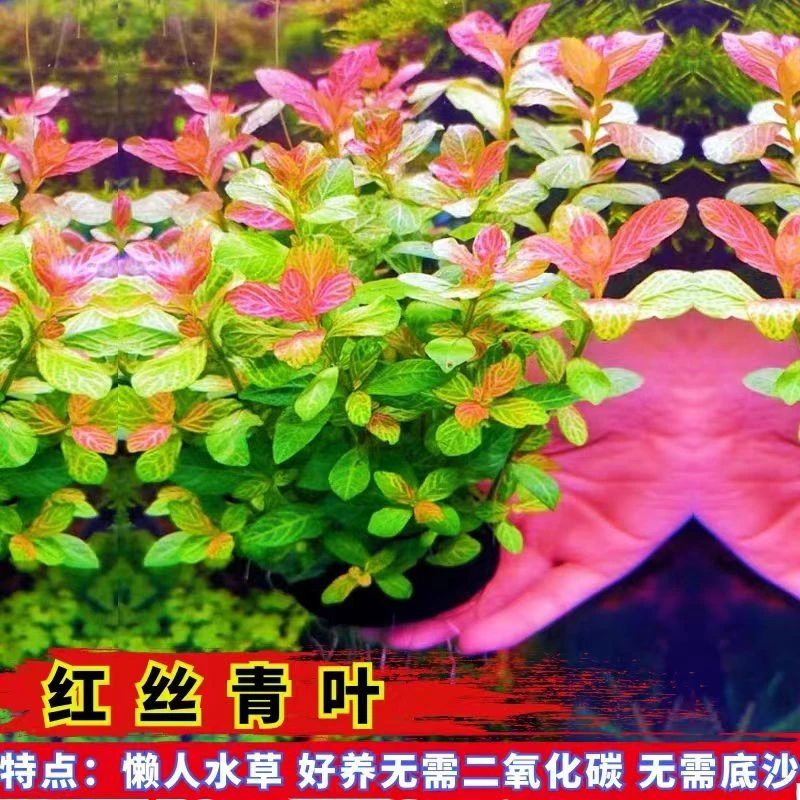 红丝青叶水草淡红色淡水植物适合鱼缸造景新手好养无底沙种植净水