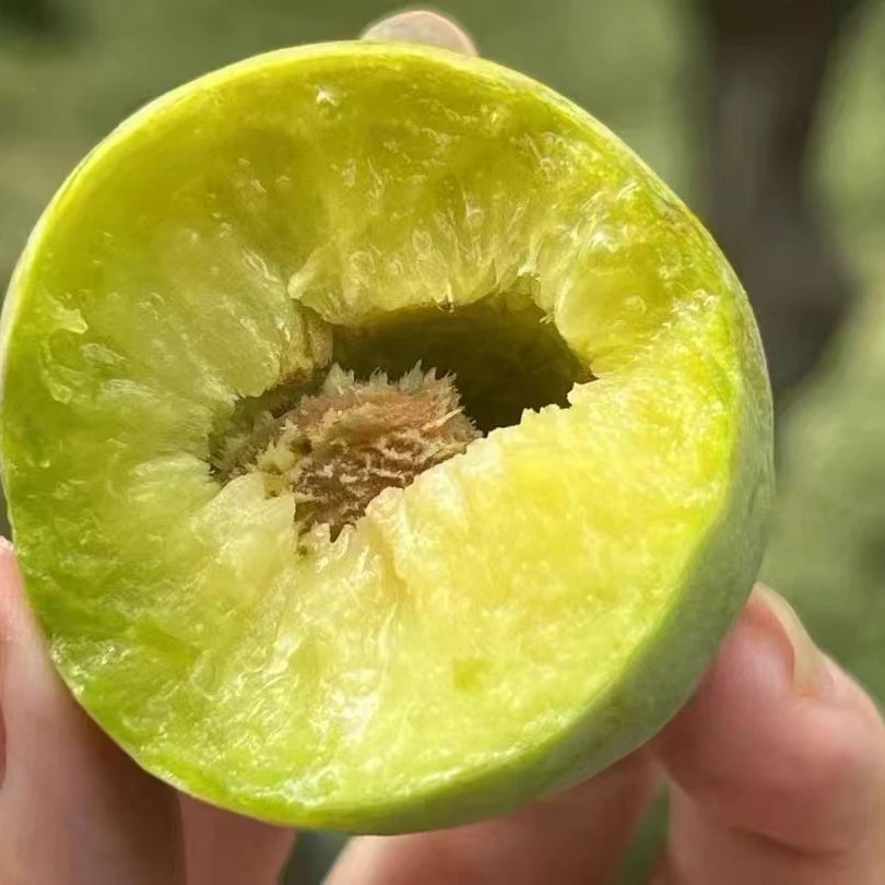 正宗汶川茂县青脆脱骨李青脆李四川李李5斤四川半边红脱骨李子