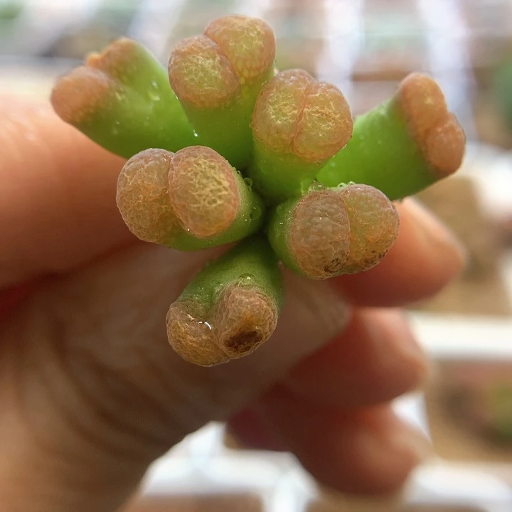 028特特特 肉锥植物