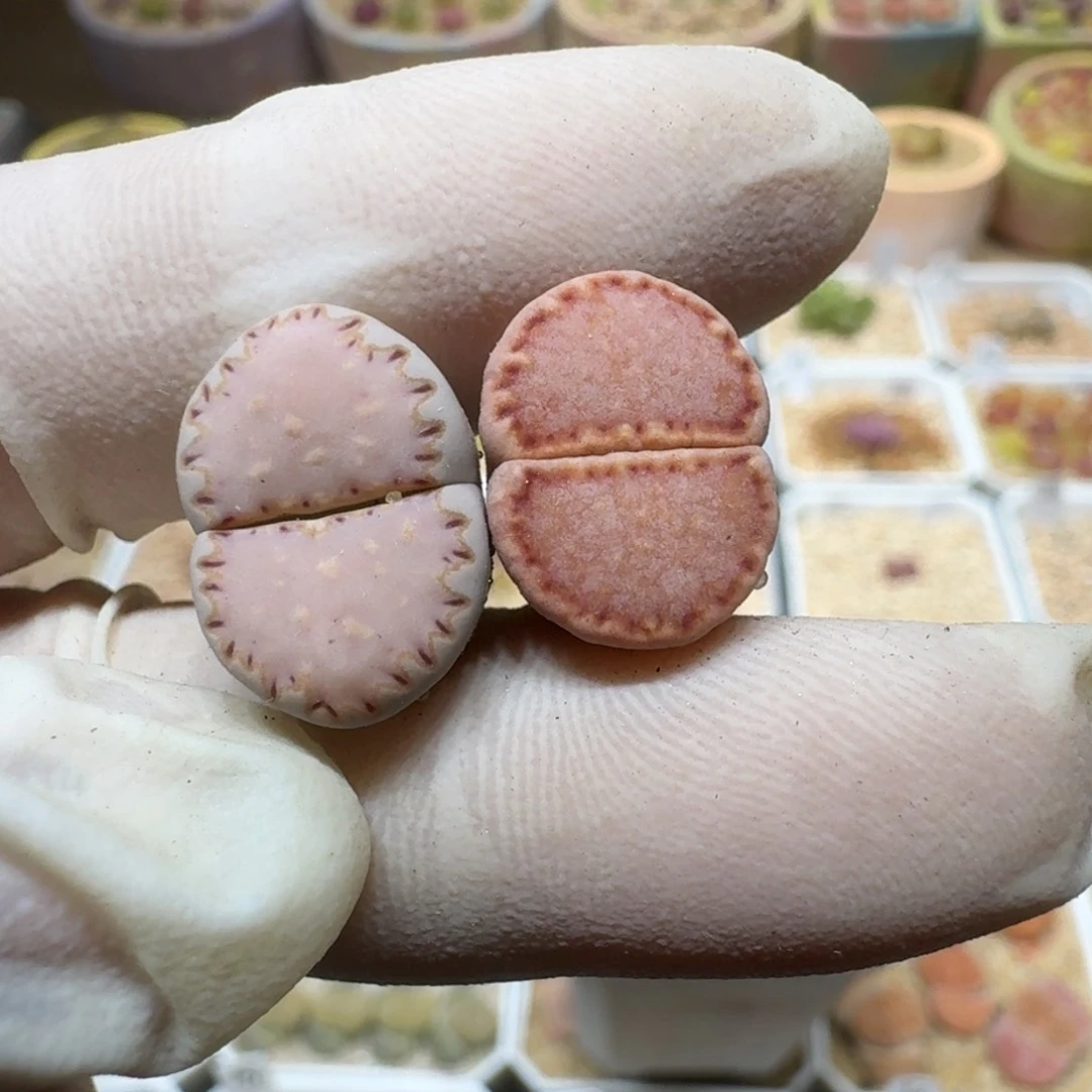 布****40305-71饼干sk和k